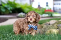 Leo, a male Cockapoo for sale in Millersburg, OH – 5 of 10