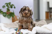 Princess, a female Cockapoo for sale in Millersburg, OH – Photo 8 of 9