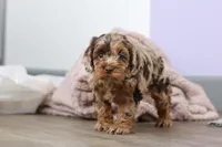 Princess, a female Cockapoo for sale in Millersburg, OH – Photo 5 of 9
