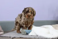 Princess, a female Cockapoo for sale in Millersburg, OH – Photo 3 of 9