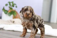 Princess, a female Cockapoo for sale in Millersburg, OH – Photo 7 of 9