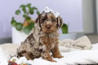 Princess, a female Cockapoo for sale in Millersburg, OH – Photo 1 of 9