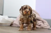 Princess, a female Cockapoo for sale in Millersburg, OH – Photo 2 of 9