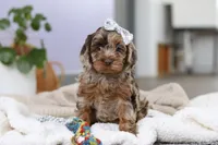 Princess, a female Cockapoo for sale in Millersburg, OH – Photo 9 of 9