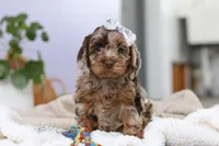 Princess, a female Cockapoo for sale in Millersburg, OH – Photo 4 of 9