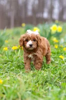Lily, a female Cavapoo for sale in Millersburg, OH – Photo 6 of 8