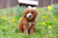 Lily, a female Cavapoo for sale in Millersburg, OH – Photo 2 of 8