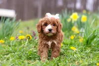 Lily, a female Cavapoo for sale in Millersburg, OH – Photo 7 of 8