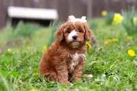 Lily, a female Cavapoo for sale in Millersburg, OH – Photo 3 of 8