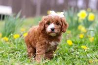 Lily, a female Cavapoo for sale in Millersburg, OH – Photo 4 of 8