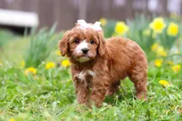 Lily, a female Cavapoo for sale in Millersburg, OH – Photo 5 of 8