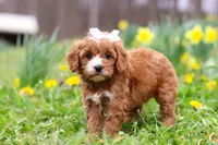 Lily, a female Cavapoo for sale in Millersburg, OH – Photo 8 of 8