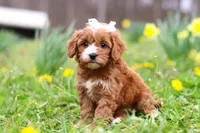 Lily, a female Cavapoo for sale in Millersburg, OH – Photo 1 of 8