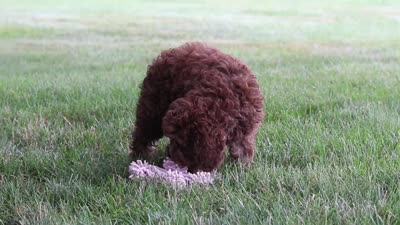 Atlas, a male Cockapoo for sale in Millersburg, OH – 6 of 6