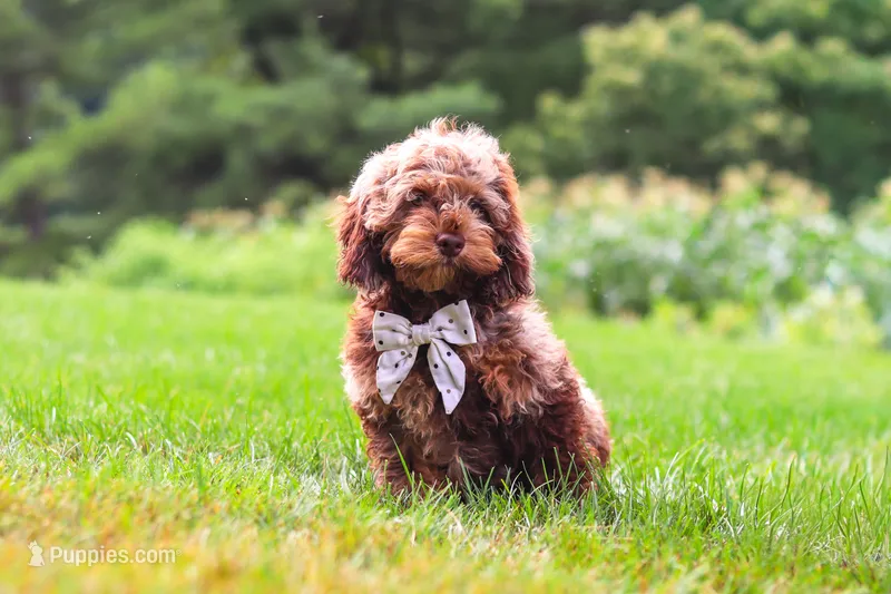 Quinton – Cockapoo puppy for sale in Millersburg, OH