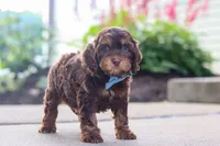 Warren, a male Cockapoo for sale in Millersburg, OH – 3 of 8