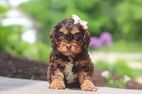 Rose, a female Cockapoo for sale in Millersburg, OH – 5 of 5