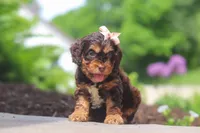 Rose, a female Cockapoo for sale in Millersburg, OH – 4 of 5