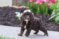 Sylvia, a female Cockapoo for sale in Millersburg, OH – 6 of 8