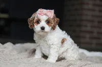 Daisy, a female Cockapoo for sale in Millersburg, OH – Photo 1 of 8