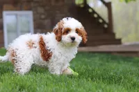Daisy, a female Cockapoo for sale in Millersburg, OH – 4 of 6