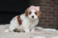 Daisy, a female Cockapoo for sale in Millersburg, OH – Photo 8 of 8