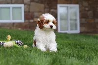 Daisy, a female Cockapoo for sale in Millersburg, OH – 6 of 6