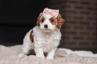 Daisy, a female Cockapoo for sale in Millersburg, OH – Photo 5 of 8