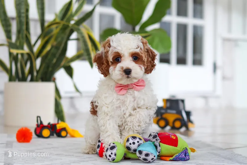 Daisy – Cockapoo puppy for sale in Millersburg, OH