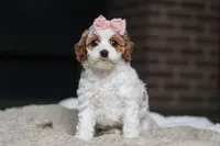 Daisy, a female Cockapoo for sale in Millersburg, OH – Photo 3 of 8