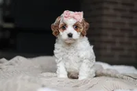 Daisy, a female Cockapoo for sale in Millersburg, OH – Photo 4 of 8