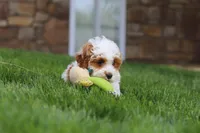 Daisy, a female Cockapoo for sale in Millersburg, OH – 5 of 6