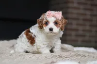 Daisy, a female Cockapoo for sale in Millersburg, OH – Photo 2 of 8