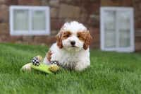 Daisy, a female Cockapoo for sale in Millersburg, OH – 1 of 6