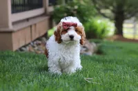 Daisy, a female Cockapoo for sale in Millersburg, OH – 2 of 6