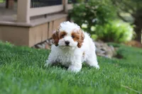 Daisy, a female Cockapoo for sale in Millersburg, OH – 3 of 6