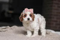 Daisy, a female Cockapoo for sale in Millersburg, OH – Photo 7 of 8