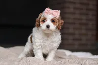 Daisy, a female Cockapoo for sale in Millersburg, OH – Photo 6 of 8