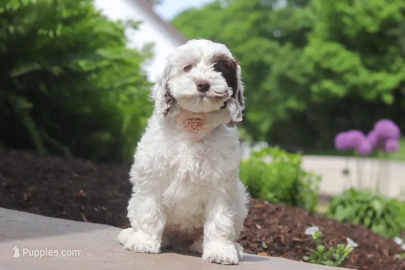 Natalie – Cockapoo puppy for sale in Millersburg, OH