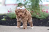 Bella, a female Cockapoo for sale in Millersburg, OH – 2 of 6