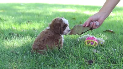 Autumn, a female Cavapoo for sale in Millersburg, OH – 10 of 10