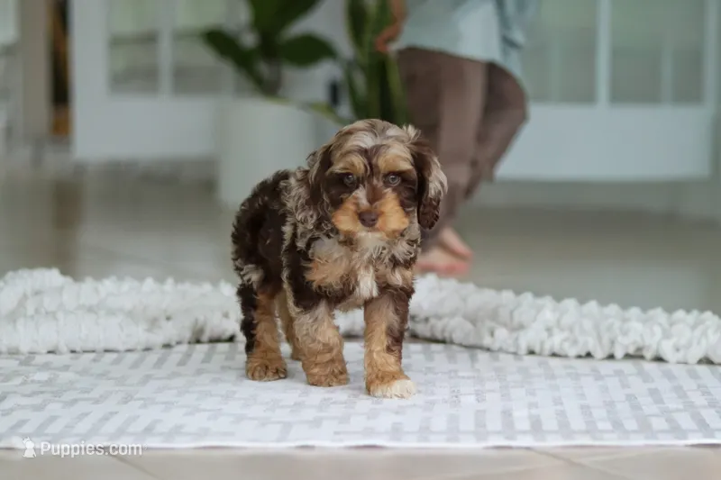 Maverick – Cockapoo puppy for sale in Millersburg, OH
