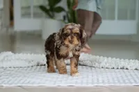 Maverick, a male Cockapoo for sale in Millersburg, OH – 1 of 7