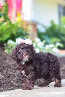 Faye, a female Cockapoo for sale in Millersburg, OH – 6 of 8