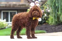 Sammie, a male Cockapoo for sale in Millersburg, OH – 5 of 8