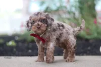 Kobe, a male Cockapoo for sale in Millersburg, OH – 4 of 5