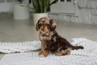 Maverick, a male Cockapoo for sale in Millersburg, OH – 7 of 7