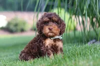 Seth, a male Cockapoo for sale in Millersburg, OH – 8 of 9