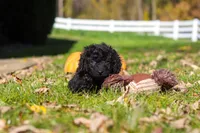 Vince, a male Cavapoo for sale in Millersburg, OH – 4 of 10
