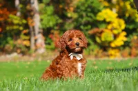 Sienna, a female Cockapoo for sale in Millersburg, OH – 6 of 8